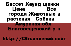 Бассет Хаунд щенки › Цена ­ 20 000 - Все города Животные и растения » Собаки   . Амурская обл.,Благовещенский р-н